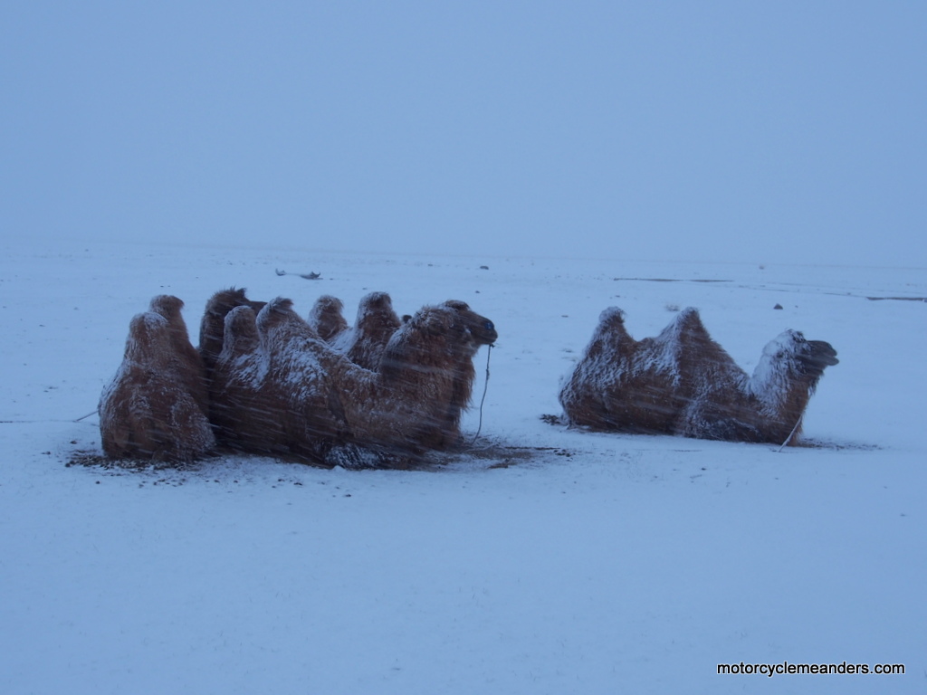 Bactrian camels