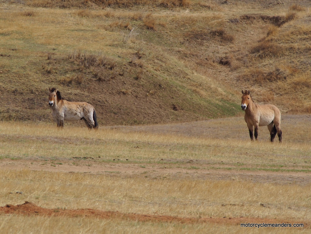 Przewalskis Horses