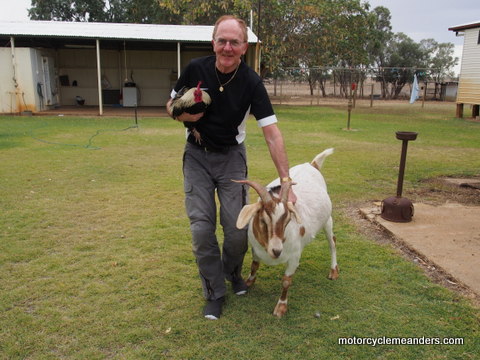 Getting reacquained with friends Gruffers (goat) and Purdie (attack rooster)