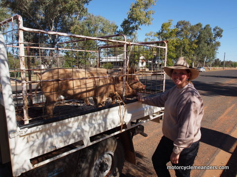 Pigs off to a new home