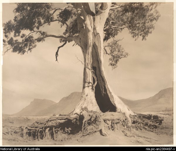 Cazneauxtree_nat_libr