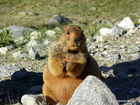 Barry the marmot at our campsite