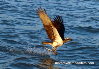 Osprey collecting fish morsel