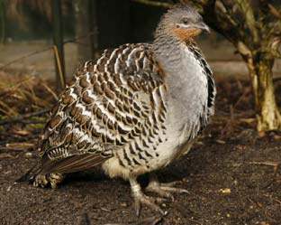 The Mallee Fowl