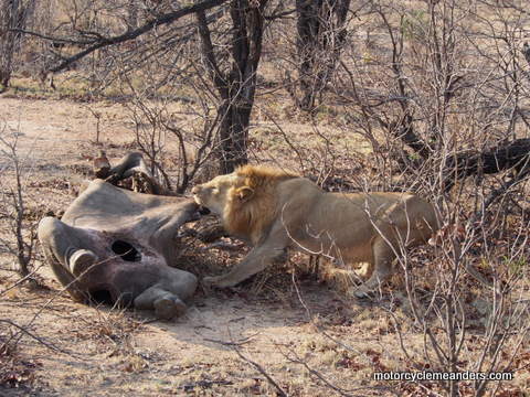 Lion with rhino calf