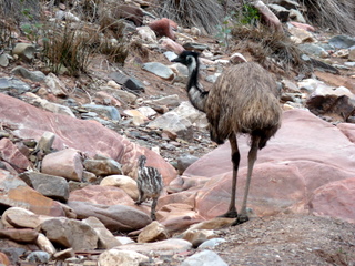 Emu and chick, Bunyero Gorge
