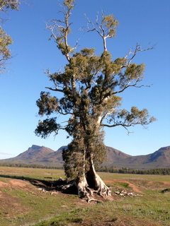 Cazneau Tree
