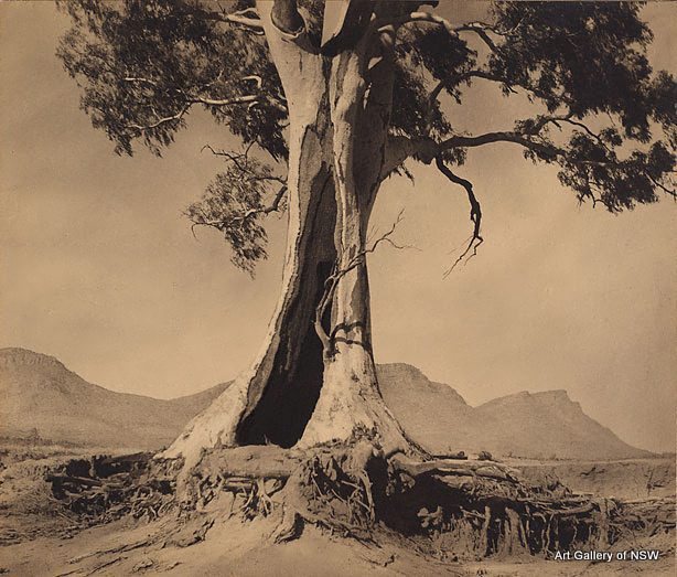 cazneaux_nsw_gallery-001