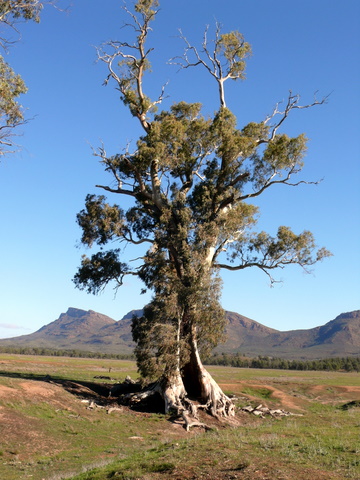 My photo of the Cazneaux Tree