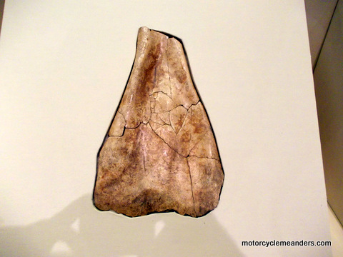Oracle Bones revealed a lot about early China