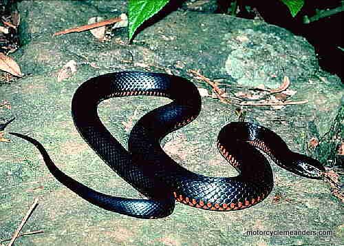 Red-bellied black snake