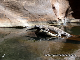 An inhabitant of the Gorge