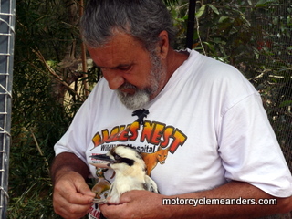 Harry and injured kookaburra