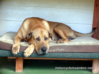 Max - the guard dog!