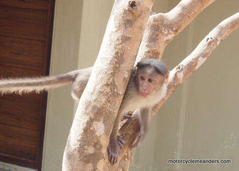 Monkey outside our room